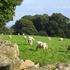 Caravan Site Photo 1