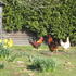 Caravan Site Photo 1